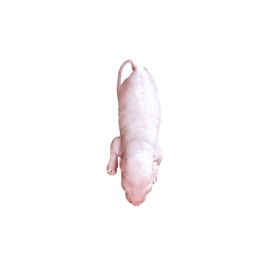 国産 冷凍ピンクラット